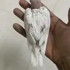 فرخ كروان تم البيع.