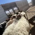 بهم خرفان فاخره كناور