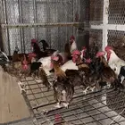 حمام  ديوك للبيع