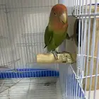 جوز روز اليف