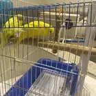 للبيع طيور بادجي