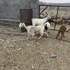 معزا دفيع فيها القريب وفيها البعيد