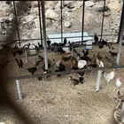 دجاج للبيع
