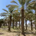 نخيل للبيع طول 8 متر وزيادة