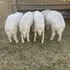 بهم حري خرفان