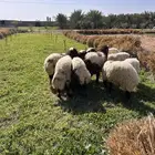 ذبايح للبيع