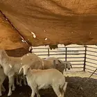 رخال حريات صنف