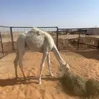 للبيع قعود قصب