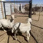 3 خرفان جبرة شرط علفها فقط برسيم رودس شعير من حلالي