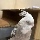 كروان وايت فيس