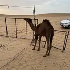 قعود كفو