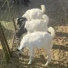 جفار للبيع