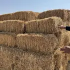 برسيم مخلوط
