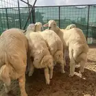 طليان حري فل شحم ولحم