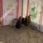 للبيع دجاج