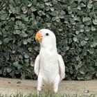 بغبغاء روز البينو هدد داخلي