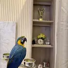 ببغاء مكاو اليف حمامه على اليد