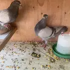 للبيع عدد 2جوز باكستاني عدد 1جوز فرنسي سلفر مع المحكر