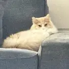 قط شيرازي ذكر