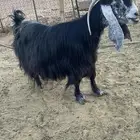 للبيع عنز عارضيه معاها جفره خصم