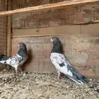 اساسات حمام باكستاني