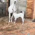 عنز حنوبيه تامه تحتها جفره