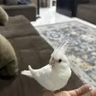 للبيع كروان ابيض