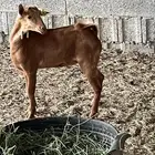 تيس محايلي ذبيحه