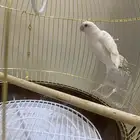 روز البينو ( عيون حمراء ) للبيع شامل القفص والاكل ب250 ريال