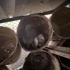 للبيع جوز حمام