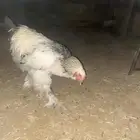 ديك براهما كلوبي