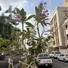 3 شجرات حنه فرنسي ورد بنفسجي