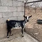 عنز 1