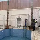 نخل واشنطونيا