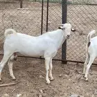 تيس صنف