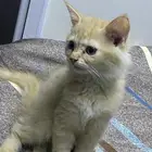 قطه
