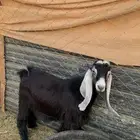 للبيع 2 تيس عارضي فل شحم