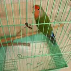 طير روز اخضر ذكر منتج كان اليف