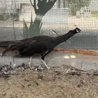 طاووس برونز بلاك شولدر