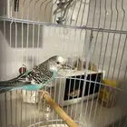 طير بادجي