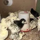 صيصان رومي الاعمار متفاوته. السعر 10 للجوز