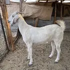 معزا بيشيه