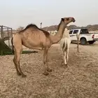 بكار مفاريد