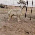 رخل ثنيه للبيع