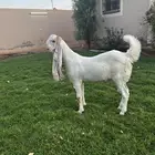 جفرة هولنديه خصم