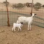 ثنتين معزا