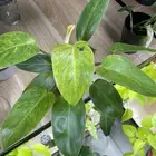 نباتات طبيعيه