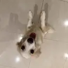 كلب للبيع نوع كورجي