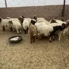 خرفان نعيم للبيع