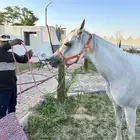 فرس واهو عربيه اصيله
